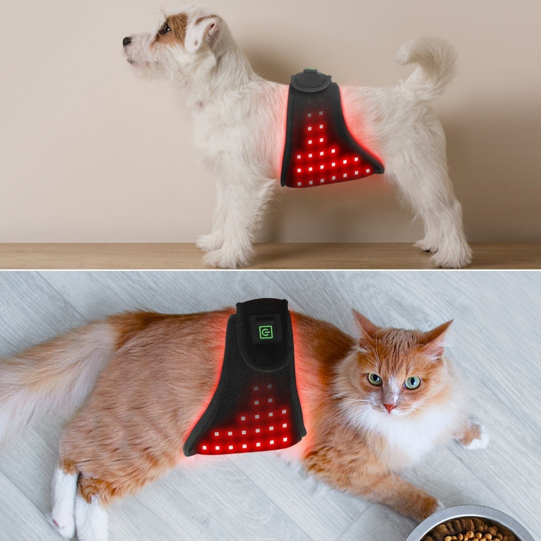 Pet Infrared Red Light Therapy Belt