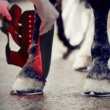 Red Light Infrared Horse Leg Therapy Device