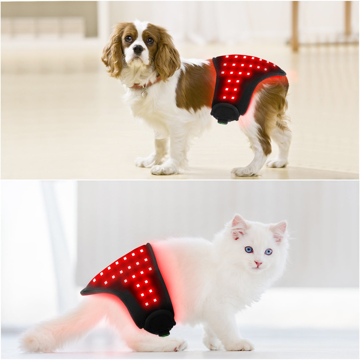 Pet Infrared Red Light Therapy Belt